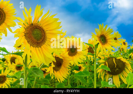 Sunflowers, large sunflower heads in full bloom at the height of summer with blue sky background.  Facing right. Landscape. Stock Photo