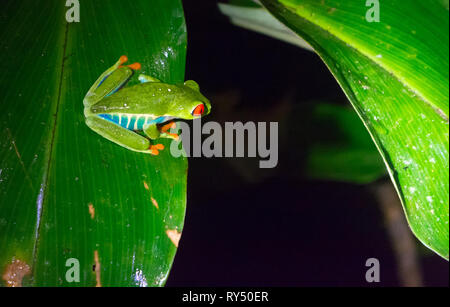 Peering into the darkness a Red-Eyed Tree Frog sits on a large wide palm frond Stock Photo
