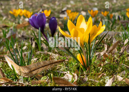 Flowers (Crocus vernus) in park complex in Krasiczyn, Poland, Europe Stock Photo