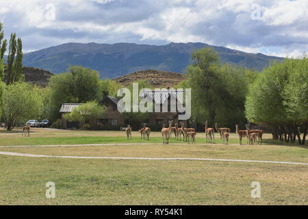 Guanacos on the lawn at the visitor center at Patagonia National Park, Aysen, Patagonia, Chile Stock Photo