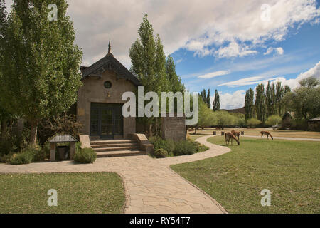 Guanacos on the lawn at the visitor center at Patagonia National Park, Aysen, Patagonia, Chile Stock Photo