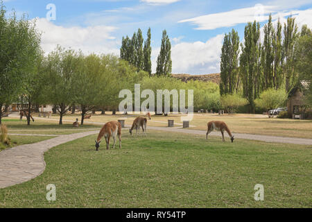 Guanacos on the lawn at the visitor center at Patagonia National Park, Aysen, Patagonia, Chile Stock Photo