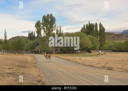 Lone guanaco at the Valle Chacabuco Lodge at Patagonia National Park, Aysen, Patagonia, Chile Stock Photo