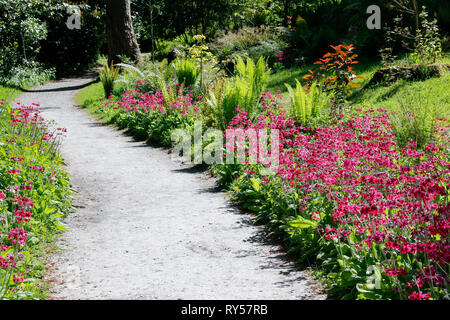 A gravel garden path leading through ferns and pink flowers Stock Photo