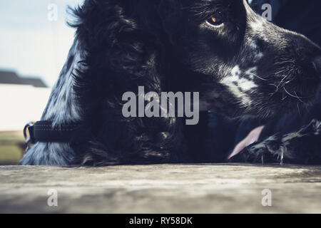 Show Cocker Spaniel Blue Roan Stock Photo
