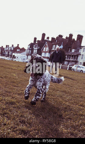 Show Cocker Spaniel Blue Roan Stock Photo