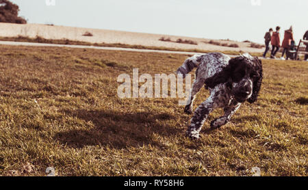 Show Cocker Spaniel Blue Roan Stock Photo
