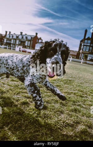 Show Cocker Spaniel Blue Roan Stock Photo