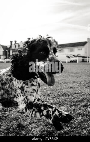 Show Cocker Spaniel Blue Roan Stock Photo