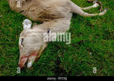 A freshly killed red deer carcass lies on loch linnhe shore front with a blooded nose injury, lochaber fort william Stock Photo
