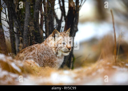 Eurasian lynx hiding in the forest at early winter Stock Photo