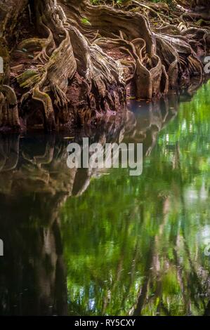 Dominica, Portsmouth, Roots of a dragon blood tree (Pterocarpus officinalis) reflecting on the Indian River Stock Photo