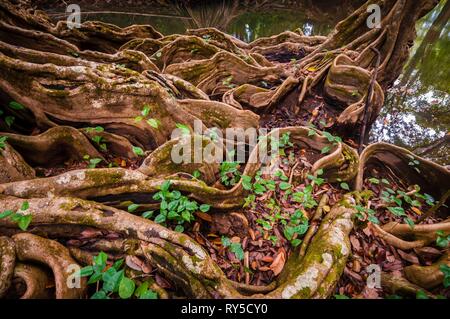 Dominica, Portsmouth, Root of a dragon-blood tree (Pterocarpus officinalis) on the shore of the Indian River Stock Photo