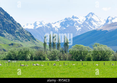 Sheep grazing in rich green fields below snow-capped mountains of South Island Stock Photo