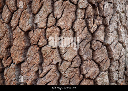Closeup of the deep furrowed bark of a sourwood tree in North Carolina. Rich organic texture. Stock Photo
