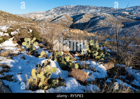 Rincon Mountains with fresh snow, prickly pear cactus (Opuntia) in the foreground, Redington Pass, Tucson, Arizona