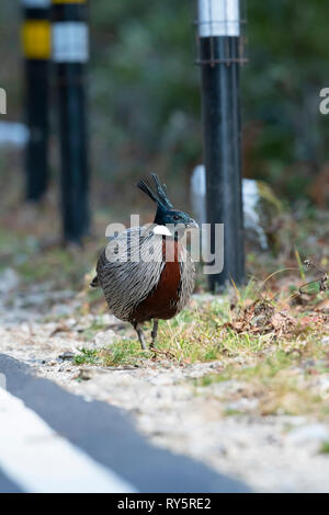 Koklass Pheasant, Pucrasia macrolopha, Kedarnath Wildlife Sanctuary, Chopta, Uttarakhand, India Stock Photo