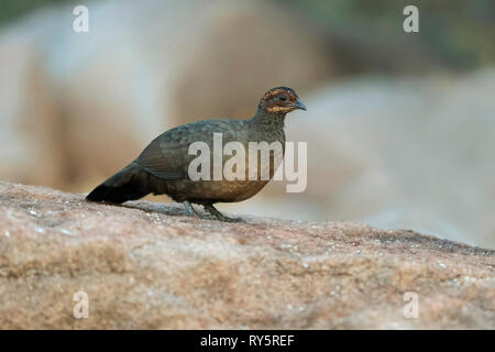 Female Painted spurfowl, Galloperdix lunulata, Hampi, Karnataka, India Stock Photo