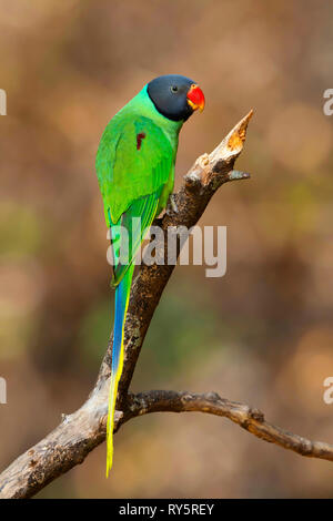 Slaty headed parakeet,  Psittacula himalayana, Sattal, Uttarakhand, India Stock Photo