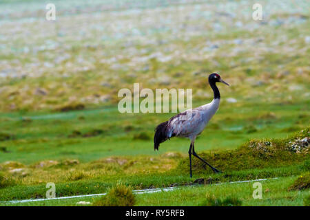 Black necked Crane, Grus nigricollis, Hanle, Leh Ladakh, Jammu and Kashmir, India Stock Photo