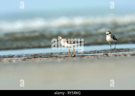 Terek Sandpiper, Xenus cinereus, Akshi Beach, Alibaug, Maharashtra, India Stock Photo