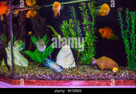 close up of aquarium tank full of fish Stock Photo