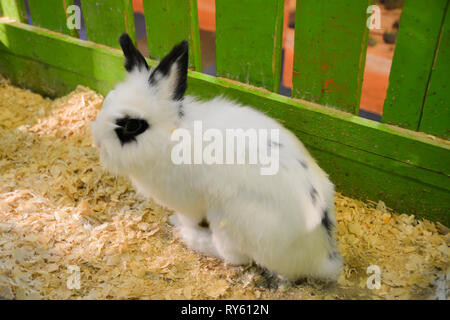 Cute rabbit in a cage on the farm. Stock Photo