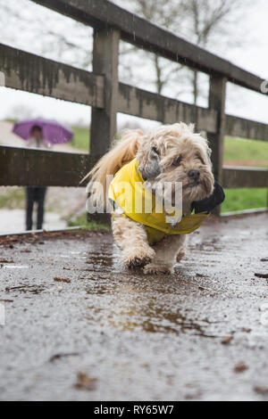 Kidderminster, UK. 12th March, 2019. UK weather: Heavy rain throughout the UK doesn't stop dog walkers taking their pooches outdoors. This cute little pet dog is well-protected in his hi vis, stormproof yellow coat, isolated in the rain, splashing in any puddles he can find! Credit Lee Hudson/Alamy Live News Stock Photo