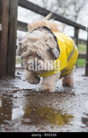 Kidderminster, UK. 12th March, 2019. UK weather: Heavy rain throughout the UK doesn't stop dog walkers taking their pooches outdoors. This cute little pet dog is well-protected in his hi vis, stormproof yellow coat, isolated in the rain, splashing in any puddles he can find! Credit Lee Hudson/Alamy Live News Stock Photo