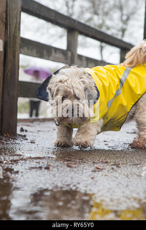 Kidderminster, UK. 12th March, 2019. UK weather: Heavy rain throughout the UK doesn't stop dog walkers taking out their pooches. This cute little pet dog is well protected in his funky, stormproof yellow coat, isolated on an outdoor path, splashing in puddles. Credit Lee Hudson/Alamy Live News Stock Photo