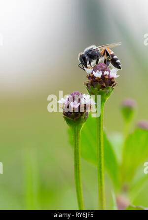 Close-up of honey bee pollinating on flower Stock Photo