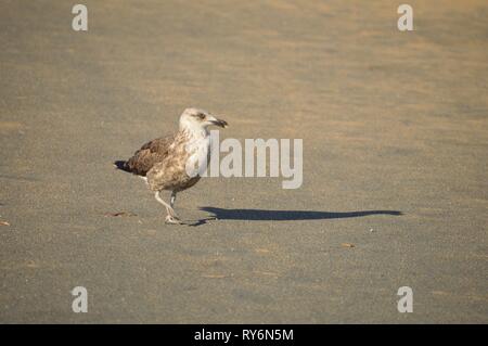 young seagull walking on the beach Stock Photo