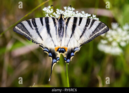 Overhead view of butterfly pollinating on white flowers Stock Photo
