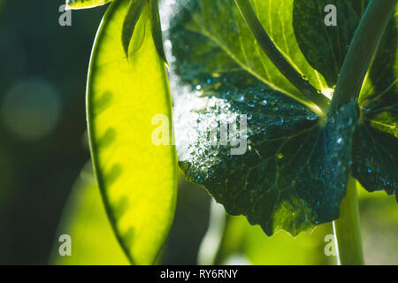 Close-up of raindrops on plants Stock Photo
