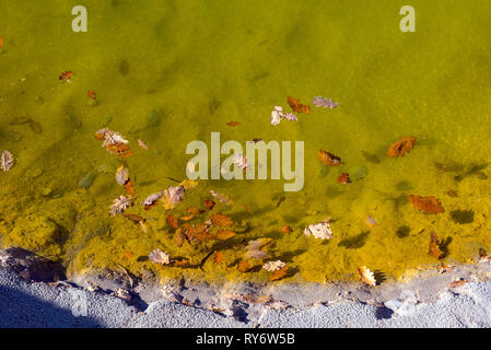 Leaf floating on toxic waste water in abandoned open pit mine lake, abstract natural background Stock Photo