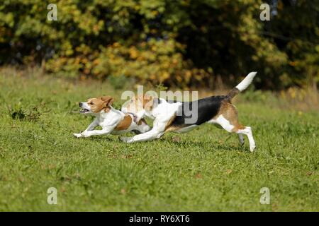 2 dogs Stock Photo