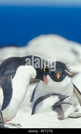 A family of Rockhopper Penguins (Eudyptes chrysocome chrysocome), Falkland Islands, South Atalantic, South America Stock Photo