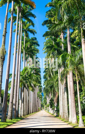 Bright scenic view of dirt path lined by an avenue of soaring royal palm trees under bright blue sky in Rio de Janeiro, Brazil Stock Photo