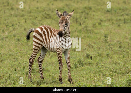 Common Zebra (Equus quagga) colt on the savannah in Ngorongoro Crater, Tanzania Stock Photo