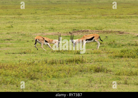 Thompson’s Gazelle (Gazella thomsonii) males in mock battle in Ngorongoro Crater, Tanzania Stock Photo