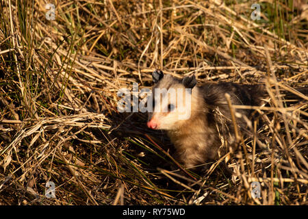 Virginia opossum (Didelphis virginiana), Billy Frank Jr Nisqually National Wildlife Refuge, Washington Stock Photo