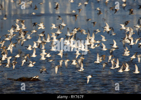 Dunlin (Calidris alpina) flock in flight, Fir Island Farms Reserve, Skagit Wildlife Area, Washington Stock Photo