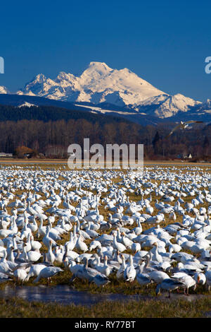 Snow geese (Anser caerulescens) with Mt Baker, Skagit County, Washington Stock Photo