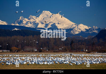 Snow geese (Anser caerulescens) with Mt Baker, Skagit County, Washington Stock Photo