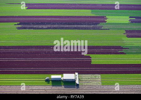 Harvester on lettuce field, cultivation of red and green lettuce in rows, Schleswig-Holstein, Germany Stock Photo