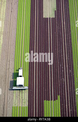 Harvester on lettuce field, cultivation of red and green lettuce in rows, Schleswig-Holstein, Germany Stock Photo