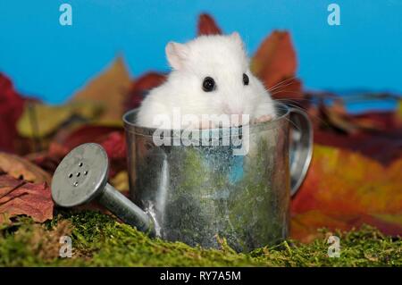 Dsungarian Dwarf Hamster White Sits On Moss In Autumn Leaves Austria  High-Res Stock Photo - Getty Images