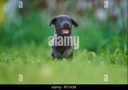Black Labrador Retriever, pup running on a meadow, Germany Stock Photo