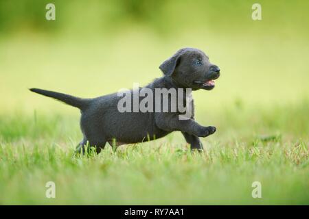 Black Labrador Retriever, pup running on a meadow, Germany Stock Photo
