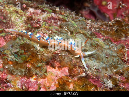 Macro of a much desired or desirable flabellina ( Flabellina exoptata ) crawling on coral reef of Bali, Indonesia Stock Photo